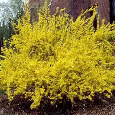 Форзиция ТАРАНДТ промежуточная в Жлобине