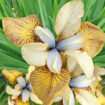 Ирис ФЛАЙИНГ ФИДДЛЗ сибирский в Жлобине