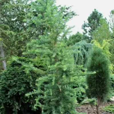 Лиственница КЕМПФЕРА в Жлобине