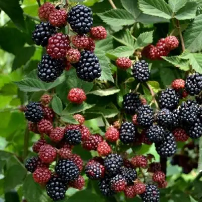 Ежевика РУБЕН ремонтантная  в Жлобине