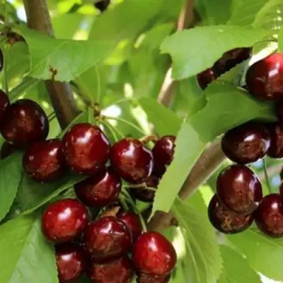 Черешня ИПУТЬ в Жлобине