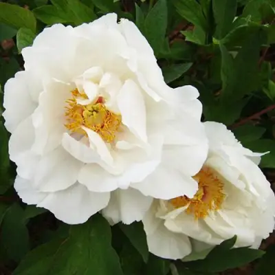 Пион БЕЛЫЙ НЕФРИТ древовидный в Жлобине