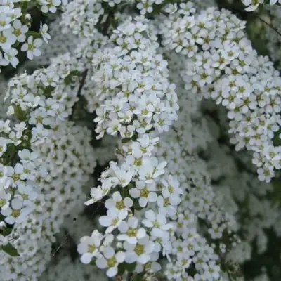 Спирея АРГУТА в Жлобине