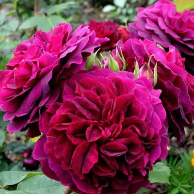 Роза МАНСТЕД ВУД английская в Жлобине