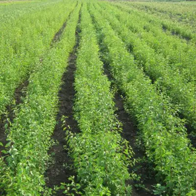 Подвой сливы ДИКАЯ АЛЫЧА в Жлобине