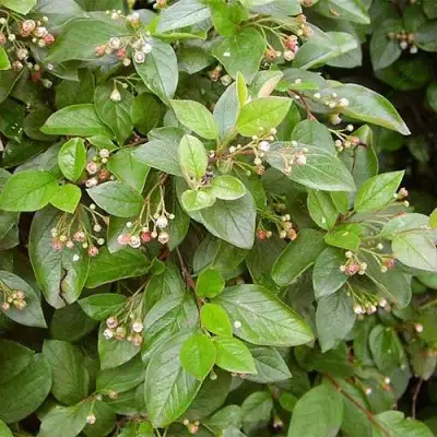 Кизильник блестящий в Жлобине