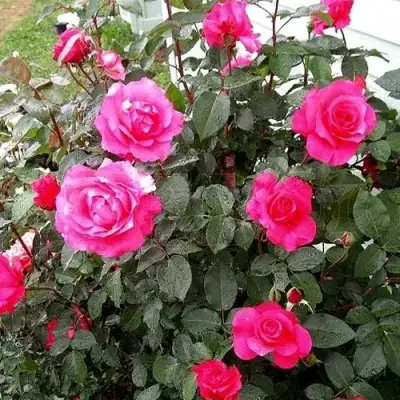 Роза МАЛИНОВЫЙ ЗВОН чайно-гибридная в Жлобине