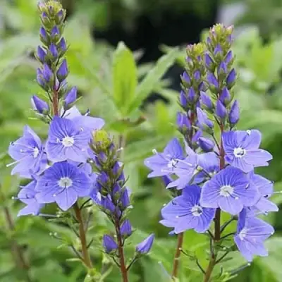 Вероника РОЯЛ БЛЮ большая в Жлобине