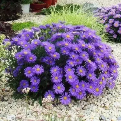 Астра ЛЕДИ ИН БЛЮ в Жлобине