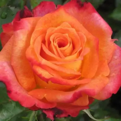 Роза ВАУ чайно-гибридная в Жлобине