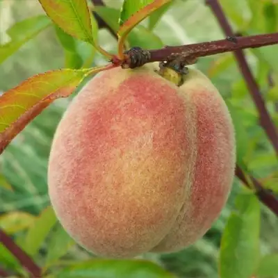 Персик ЕЛГАВСКИЙ в Жлобине