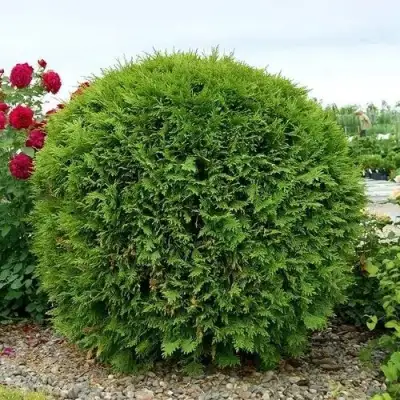 Туя ВУДВАРДИ западная в Жлобине