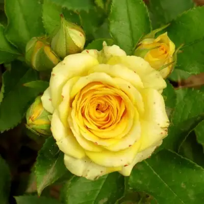 Роза САН СИТИ спрей в Жлобине