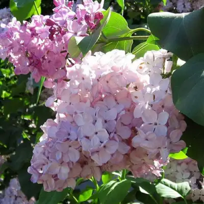 Сирень ГОРТЕНЗИЯ в Жлобине