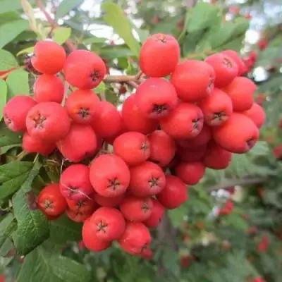 Рябина НЕВЕЖИНСКАЯ сладкоплодная в Жлобине