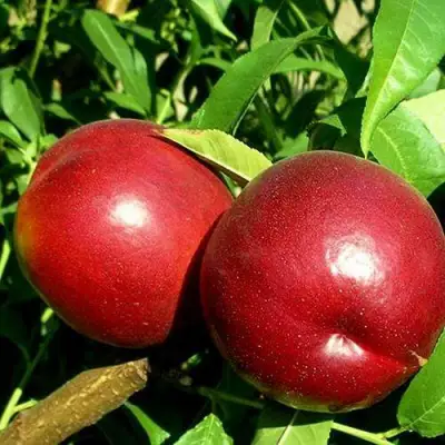 Нектарин НЕКТАРЕД-4 в Жлобине