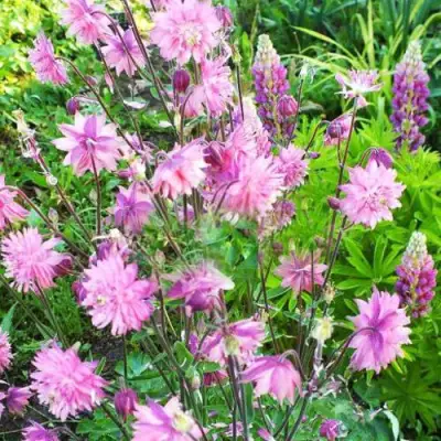 Аквилегия БАРЛОУ ПИНК гибрид МакКаны в Жлобине