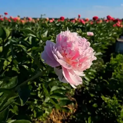 Пион ИМПЕРАТОРСКАЯ НАЛОЖНИЦА древовидный в Жлобине