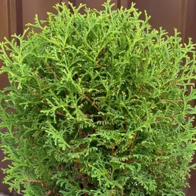 Туя ХОЗЕРИ западная в Жлобине