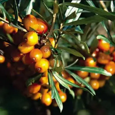 Облепиха ДАР КАЗАКОВУ в Жлобине