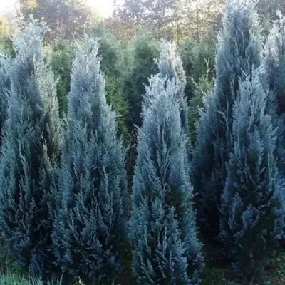 Кипарисовик ДАРТС БЛЮ РИББОН лавсона в Жлобине