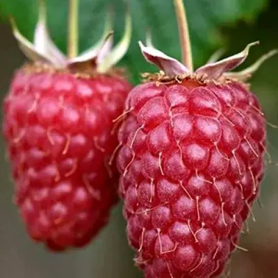 Малина РУБИНОВОЕ ОЖЕРЕЛЬЕ в Жлобине