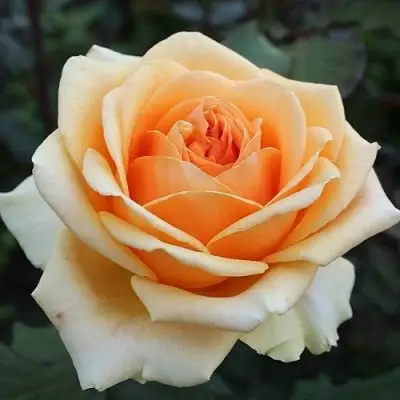 Роза ГЕЙША чайно-гибридная в Жлобине