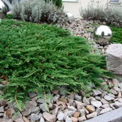 Можжевельник ПРИНЦ ОФ УЭЛЬС горизонтальный в Жлобине