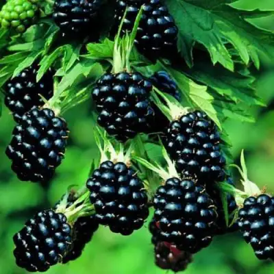 Ежевика КИТАНИНИ бесшипная  в Жлобине