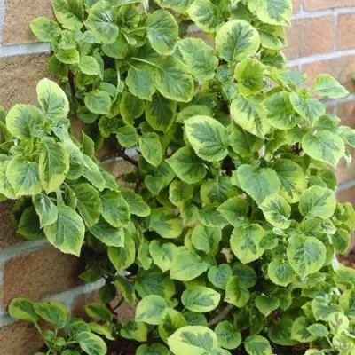 Гортензия МИРАНДА черешковая в Жлобине