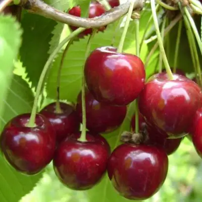 Вишня ХАРИТОНОВСКАЯ в Жлобине