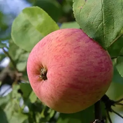 Яблоня МЕЛБА в Жлобине