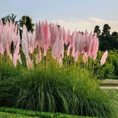 Кортадерия розовая (пампасная трава) в Жлобине