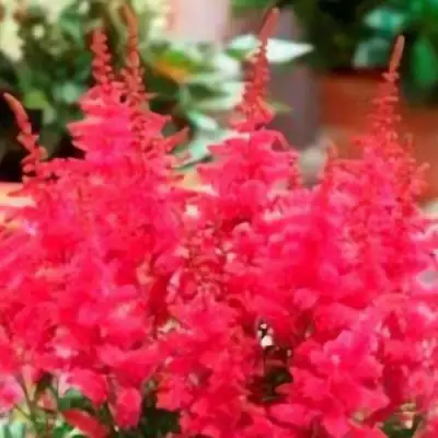 Астильба ЮНИК КАРМИН гибридная в Жлобине