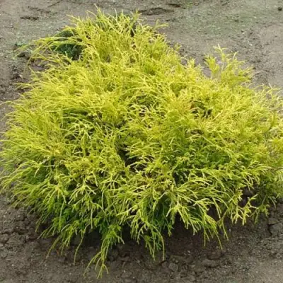 Кипарисовик ГОЛДЕН МОП горохоплодный в Жлобине