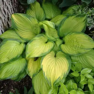 Хоста СТЕЙНД ГЛАСС гибридная в Жлобине