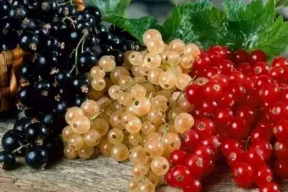 Сорта ягодных кустарников - Смородина