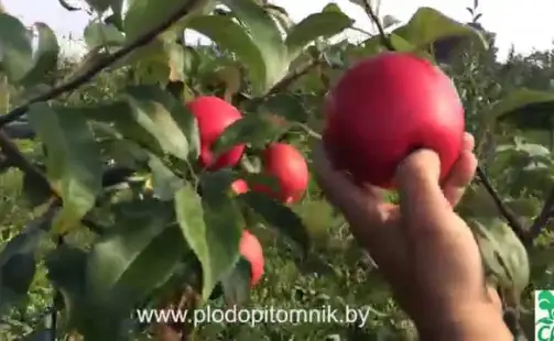 Превью видео