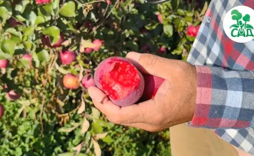 Превью видео