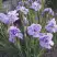 Ирис ИМПЕРИАЛ ОПАЛ сибирский в Жлобине