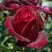Роза ПАПА МЕЙЯН чайно-гибридная в Жлобине