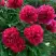 Пион БЕЛГРАВИЯ травянистый в Жлобине