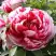 Пион РЕД ВИЗ ПИНК древовидный в Жлобине