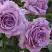 Роза ЛАВ СОНГ флорибунда в Жлобине