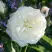 Роза АЛАБАСТЕР флорибунда в Жлобине