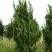 Можжевельник КАЙЗУКА китайский в Жлобине