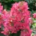 Гортензия МЕГА МИНДИ метельчатая в Жлобине