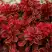 Барбарис РЕД ХОТ ЧИЛИ тунберга в Жлобине