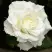 Роза МОНДИАЛЬ чайно-гибридная в Жлобине