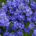 Вероника РОЯЛ БЛЮ большая в Жлобине